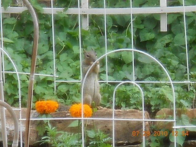 squirell eating morning glory leaves
