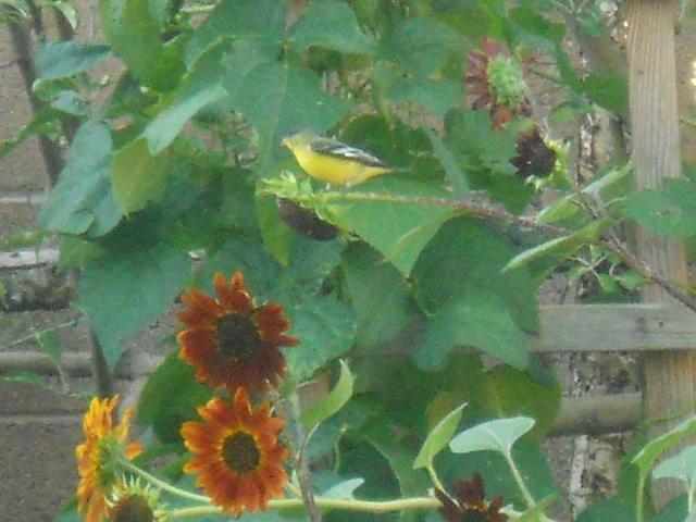 goldfinch and sunflowers