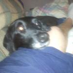 shadow layin on my leg she knows when im hurtin and comes up and lays with me