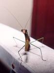 Praying Mantis, I waited until he looked at me to take his photo