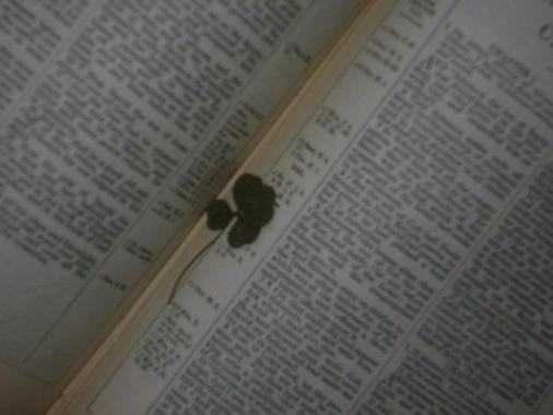 A 4 leaf clover I found in a Bible