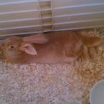 Our newest addition..a Flemish Giant baby rabbit. Her name is Autumn Daisy. 3 months old, 15lbs.