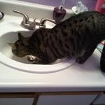 Beau drinking from my bathroom faucet