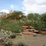 Ethel M Botanical Garden (outside Chocolate Factory outside Vegas)
