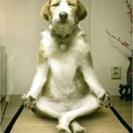 Doggie Yoga