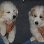 Ben and Beau at 6 weeks