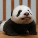 Oso panda bebe