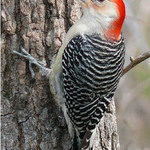 Red BELLIED woodpecker guest of mine.