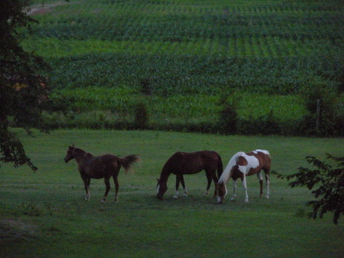 Horses at August Dusk