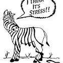 zebra stressed