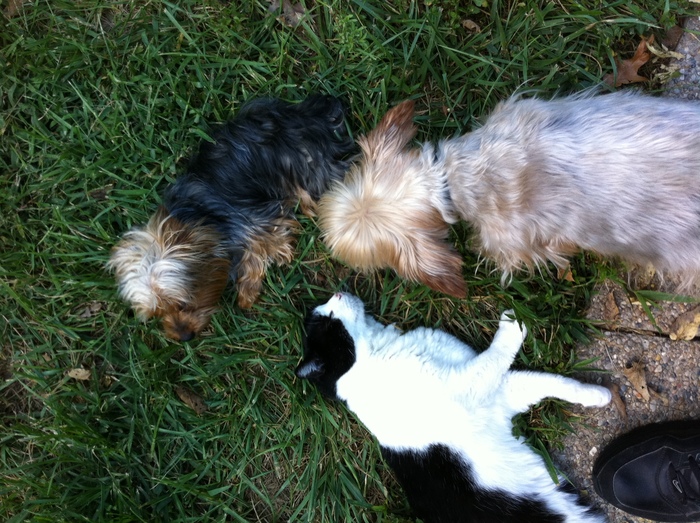 Joe cat, Sissy and Jack - Summer 2011