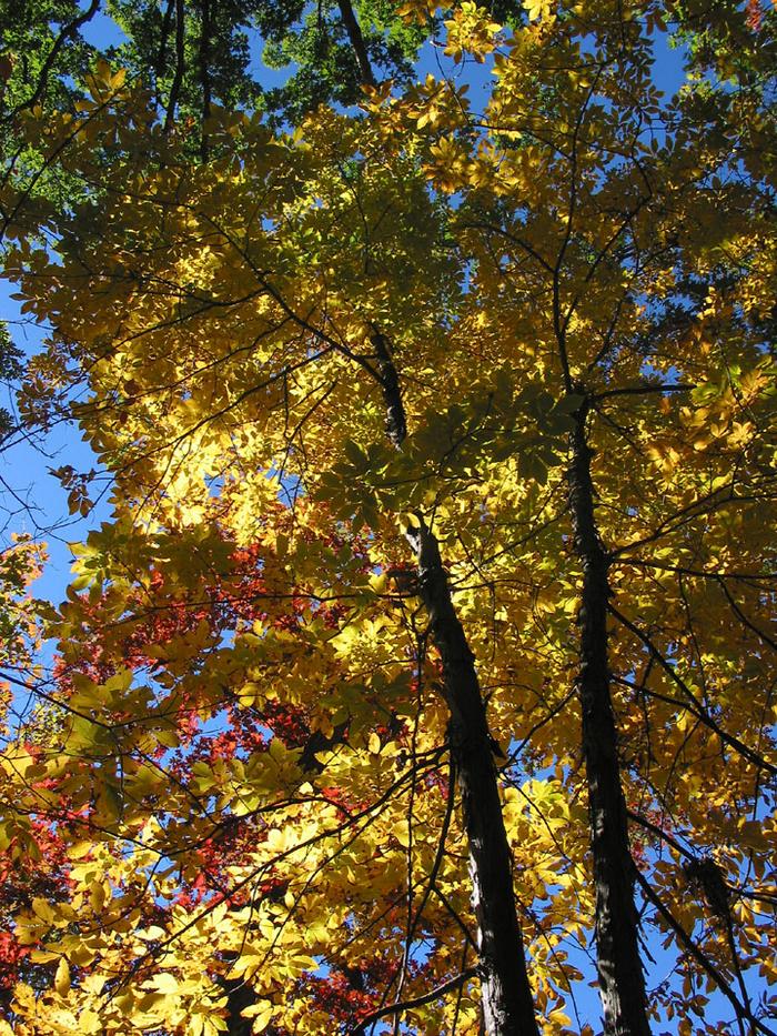 Fall colors, Indiana, near Pokagon state park
