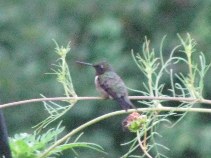 hummingbird guarding 1 of the feeders