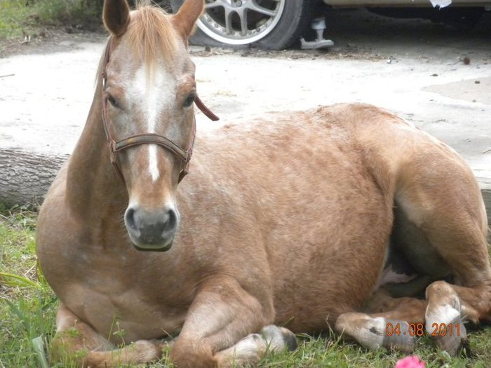 my horse rusty who saved my life :D