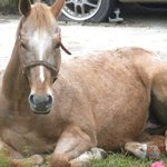 my horse rusty who saved my life :D