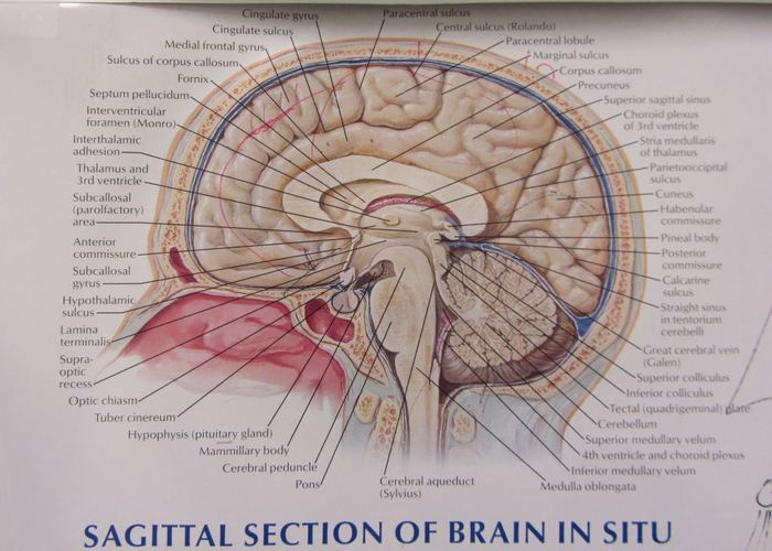 view of a "normal" cerebellum.....