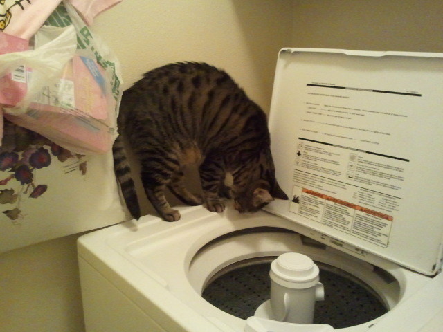 Beau checking out washing machine: Why does this make so much noise?