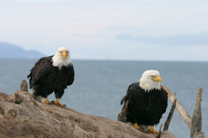 Bald eagles from Catalina Island Live Cam (photo)