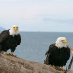 Bald eagles from Catalina Island Live Cam (photo)