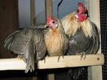 My pet chickens.  Miss them too.
