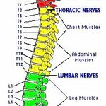 Spine and Nerves