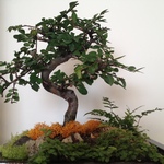 We planted a chinese elm bonsai with a mini fern and tiny tears