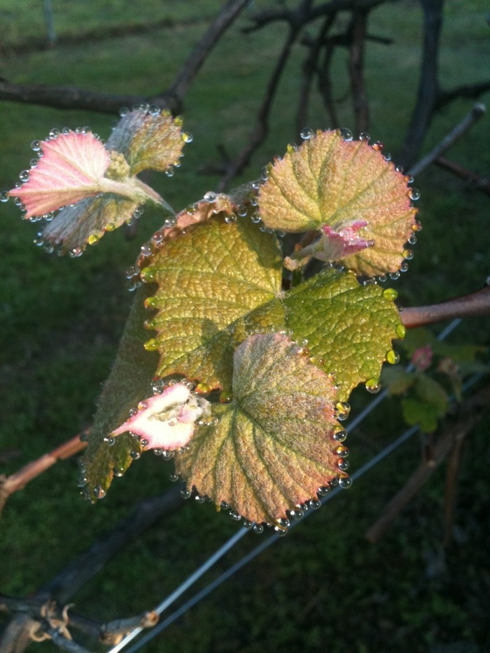 Grapevine w Natures Necklace - Morning Dew