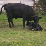 crazy cow and baby
2011
