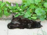 my lazy stray cat that i have been taking care of for 3 yrs!!!