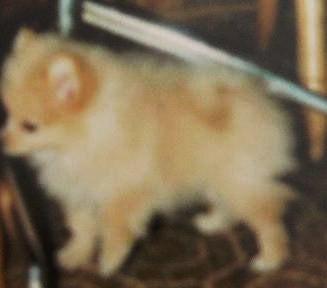 my pomeranian Popcorn, he was my shadow. he lived to be 19 yrs old...i miss him tons..