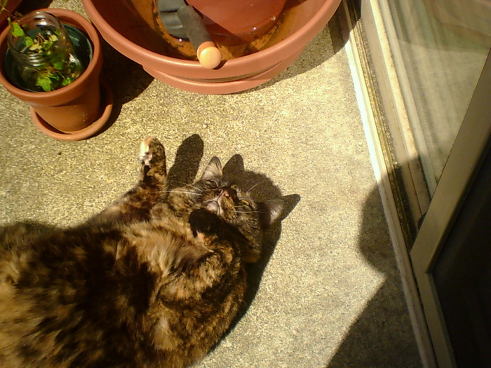 Akira loving the sunshine on the patio