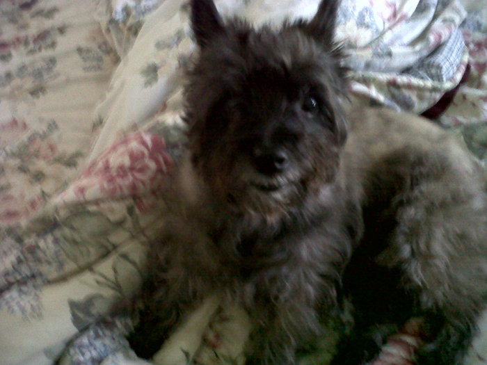 Norra our cairn terrier