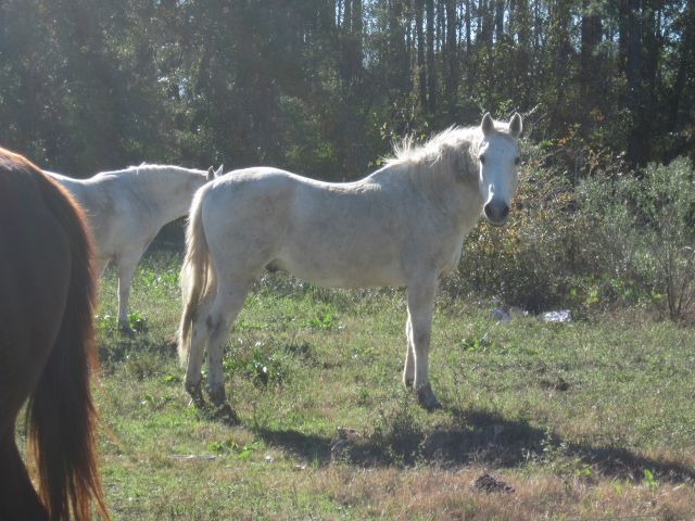 My horse, Lonesome....he is 31 years old.