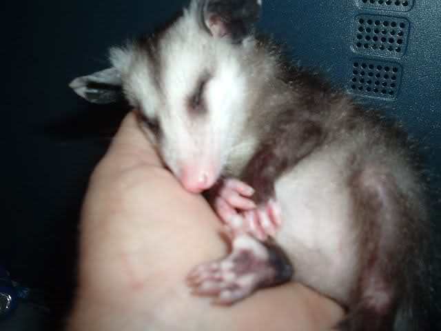 I am a wildlife rehabber.  Baby possum asleep in my hand.