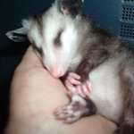 I am a wildlife rehabber.  Baby possum asleep in my hand.