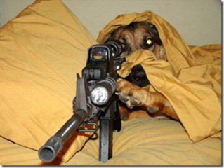 we train sniper dogs
