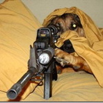 we train sniper dogs