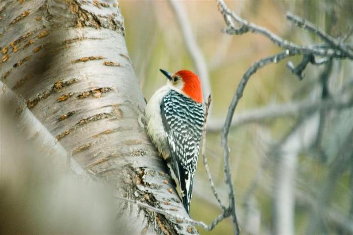 A woodpecker in our yard.