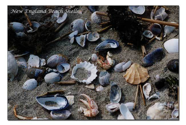 Beautiful Shells of the Sea