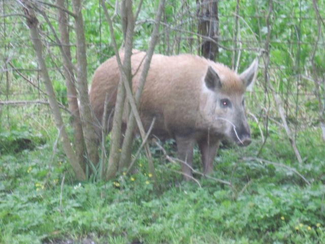One of my wild hogs, Pig Newton