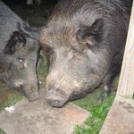 Piggy Lee and Piggy Sue