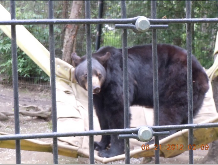 Alaska Zoo....bear on his giant "Hammock"