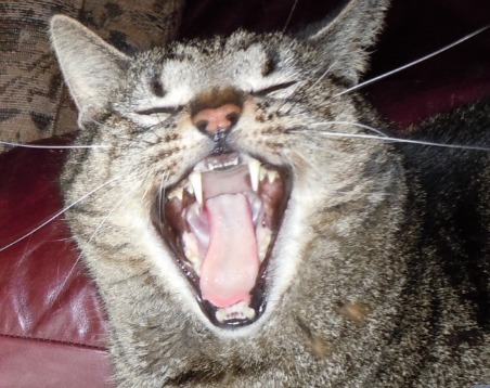 Aramis yawning