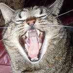 Aramis yawning