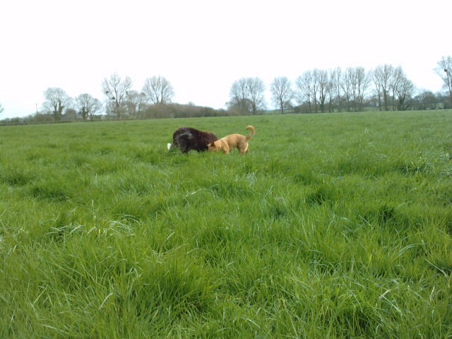Misty&Jet. Tussle for the frisbee. April 2012