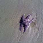 starfish on beach