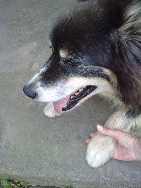Old Dog Jet holding my hand