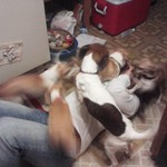 me being attacked by our six lil doggys 