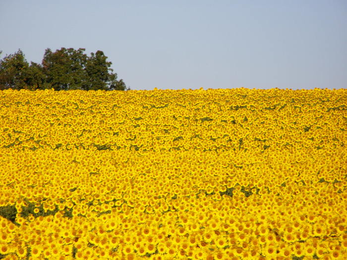 a field of yellow