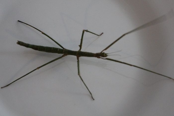 this is a walking stick.